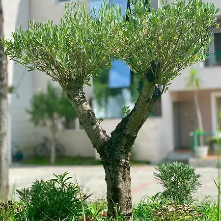 Hotel Park 1 Tirana